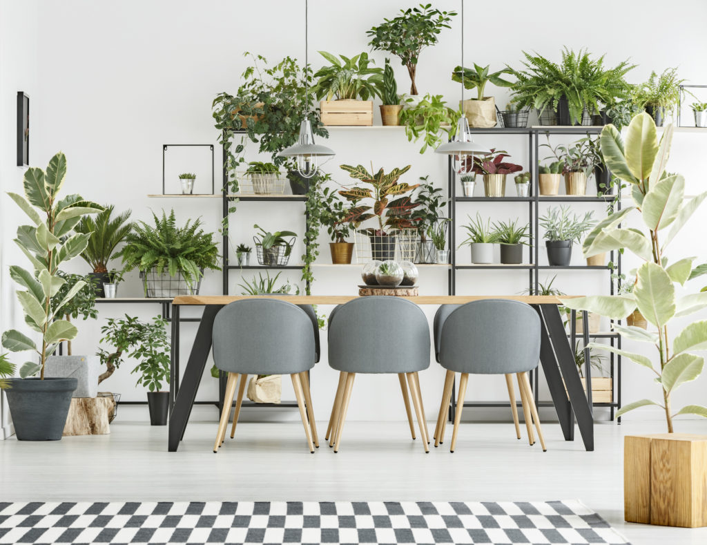 using plants in interior design
