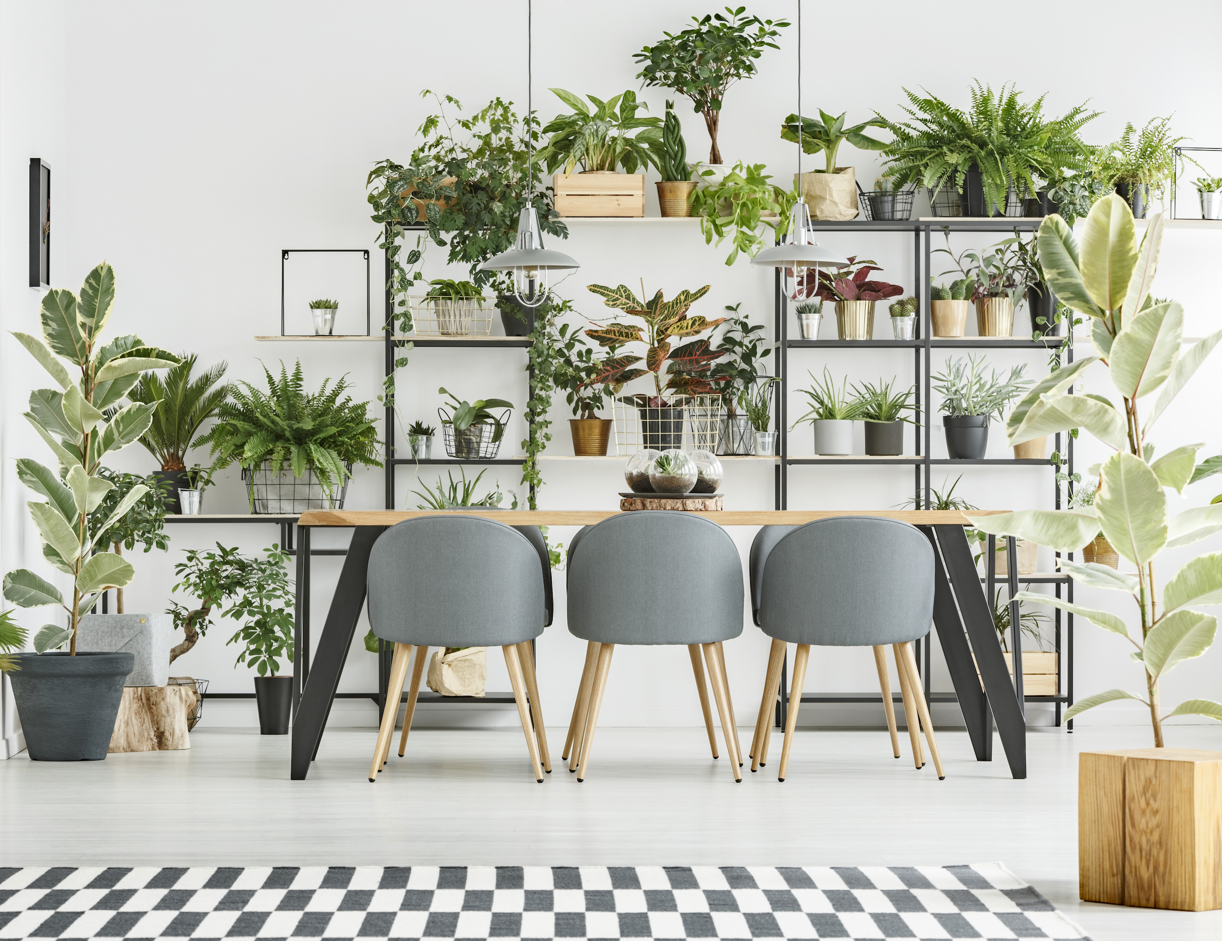 The Power of Plants in Interior Design – Welsh Design Studio