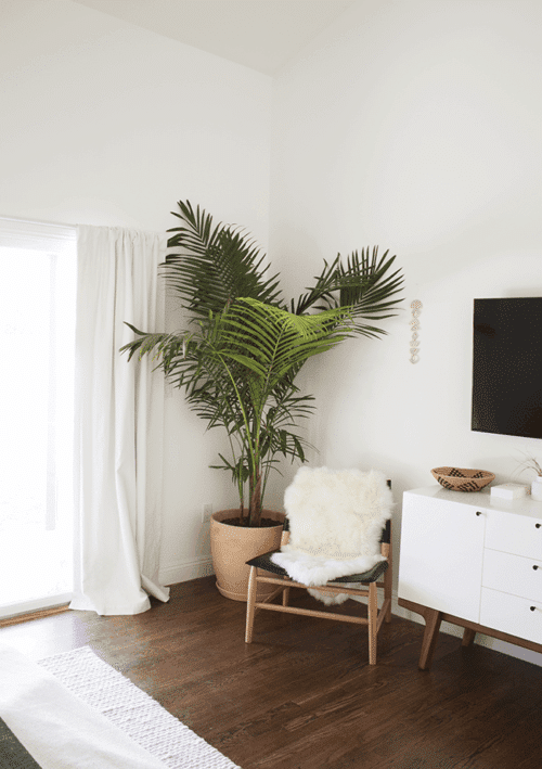 The Power of Plants in Interior Design – Welsh Design Studio